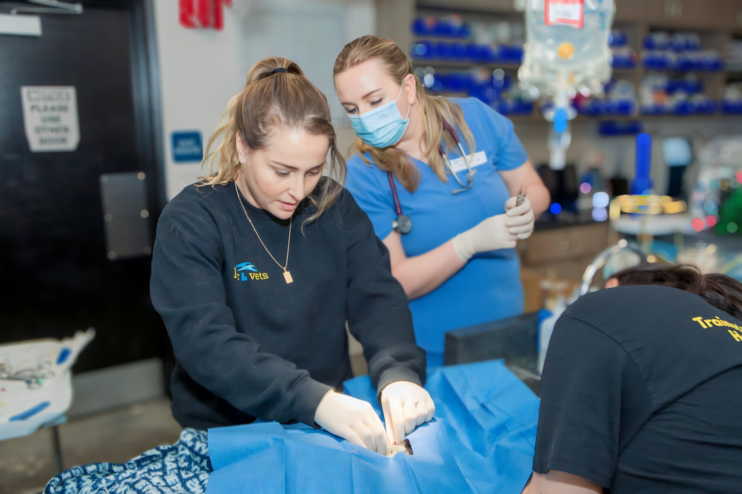 veterinary services  Long Beach, CA 